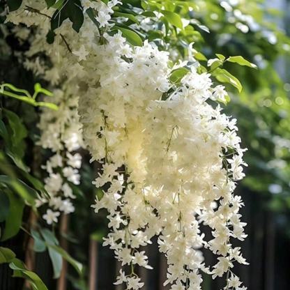 Night Blooming Jasmine Seeds – Lady of the Night Fragrant Garden Plant