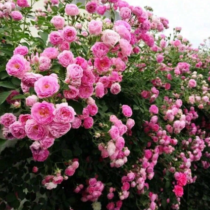 Climbing Rose Flower Seeds 200PCS – Red, Pink & Yellow Garden Roses