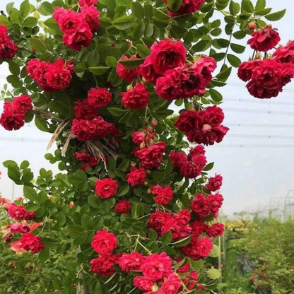 Climbing Rose Flower Seeds 200PCS – Red, Pink & Yellow Garden Roses
