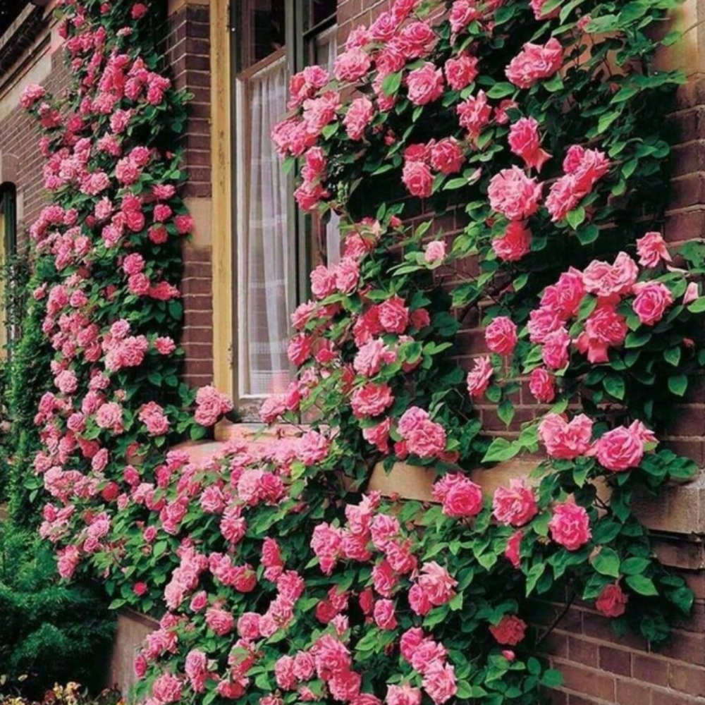 Climbing Rose Flower Seeds 200PCS – Red, Pink & Yellow Garden Roses