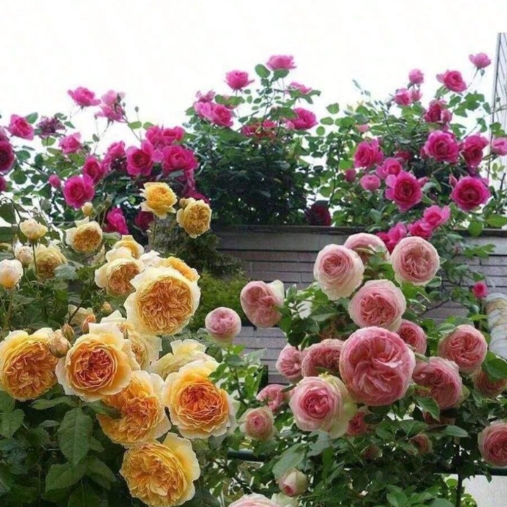Climbing Rose Flower Seeds 200PCS – Red, Pink & Yellow Garden Roses