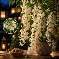 Night Blooming Jasmine Seeds – Lady of the Night Fragrant Garden Plant