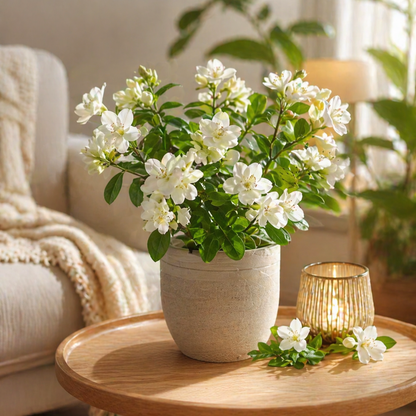 Night Blooming Jasmine Seeds – Lady of the Night Fragrant Garden Plant
